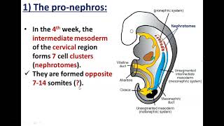 Development of Kidneys1Pronephros and Mesonephros  Dr Ahmed Farid [upl. by Dorehs]