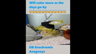 OB Exochromis Anagenys In Stock [upl. by Ahsuatal]