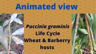 The Life Cycle of Puccinia graminis or Black Stem Rust of Wheat [upl. by Eiram]