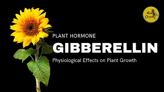 Physiological effects of Gibberellin on Plants  Gibberellin Plant Hormone  Plant Growth [upl. by Ynatil835]