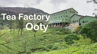 How tea powder is made  The process of making tea in Ooty [upl. by Ahens]