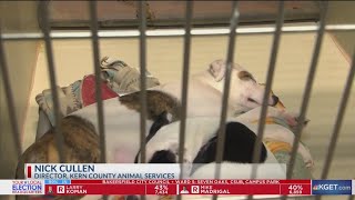 Over 50 organizations to host Mega Pet Adoption Event on Saturday [upl. by Ayaet]