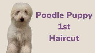 Poodles first haircut [upl. by Arreip]