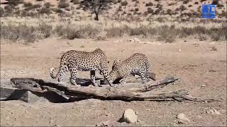 Exploring The Incredible African Wildlife Of Kruger National Park In South Africa [upl. by Nagaek223]