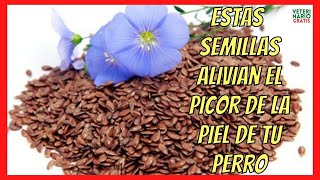 ❤️ ¿CÓMO PUEDO DAR SEMILLAS DE LINO O LINAZA A MI PERRO CON PICOR ❤️ [upl. by Ase]
