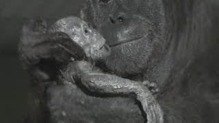 Orangutan birth captured live on camera at Durrell [upl. by Tom]