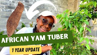 How to Grow Yams at Home organicgardening [upl. by Nomrej]