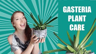 GASTERIA LITTLE WARTY  Cows Tongue  Ox Tongue Plant  How To Grow  Care for Gasteria succulents [upl. by Canice850]