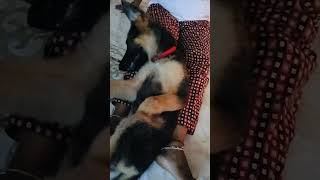 ❤️❤️❤️germanshepherd gsdloverss ❤️❤️🦮❤️❤️shortvideo germanshepherd ❤️🙏❤️👏 [upl. by Cheung]