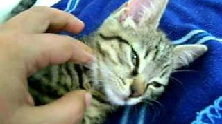 Keops Le plus beau chaton de France [upl. by Viafore]