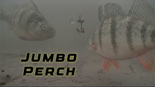 Can’t Catch Jumbo Perch TRY This CLEAR Underwater Footage [upl. by Ahsayn]