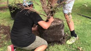 Planting a 25 gallon Jaboticaba Tree [upl. by Assej563]