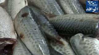 Farine et Huile De Poisson  صناعة دقيق السمك [upl. by Akkire]