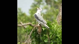 黑翅鳶吃老鼠3（Elanus caeruleus） birds [upl. by Adnalue617]