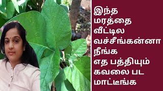 விபத்திலிருந்து நம்மை காக்கும் பன்னீர் மரம்  திருச்செந்தூர் முருகன் கோவில் விபூதிஇலை மரம் ஒரு அலசல் [upl. by Stent]