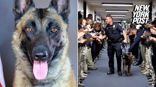 Retired Police Dog Takes Final Walk After 8 Years on the Force  New York Post [upl. by Kemble]