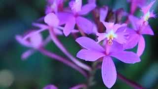 ALL ABOUT THE EPIDENDRUM ORCHIDS [upl. by Llerrud18]