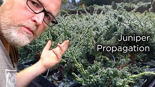 Bonsaify  Juniper Cutting Propagation StepbyStep [upl. by Eliason977]