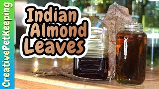 Indian Almond Leaves  The Secret to healthier Betta Fish [upl. by Thesda]