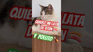 karen hoy me merezco como mínimo una latita de atún 🍣 cat catlover funny gato gatos cute gym [upl. by Lenrow]