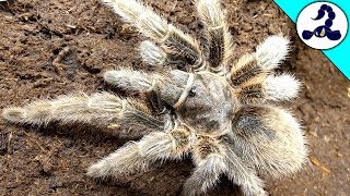 ローズヘアータランチュラのご紹介！！ My Chilean rose hair talantula Introduction [upl. by Eirak]