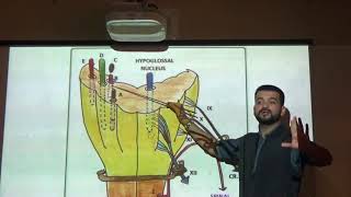 Anatomy Lecture of Cranial nerves Part 2 by DrMuhammad Ramadan [upl. by Annahgiel]