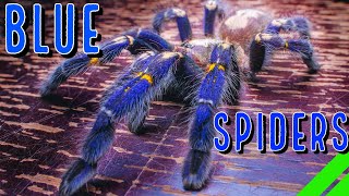 Top 10 BLUE Tarantulas  YOU Wont Believe Your Eyes [upl. by Arinayed133]