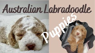 Australian Labradoodle Puppies [upl. by Jake126]