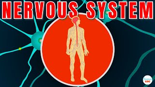 Nervous System Explained In Simple Words [upl. by Lrem]