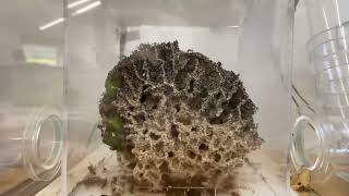 Leaf Cutter Ants  4 Months Timelapse  Acromyrmex Octospinosus [upl. by Annaul508]