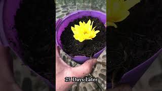 How to grow chrysanthemums properly and quickly [upl. by Chellman561]