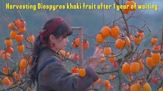 Harvesting Diospyros khaki fruit after 1 year of waiting vlog [upl. by Esther]