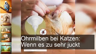 Ohrmilben bei der Katze erkennen und behandeln [upl. by Neesay819]