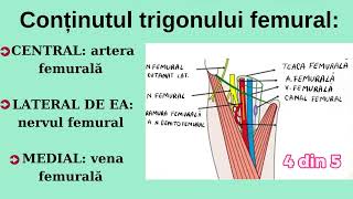 Trigonul Femural  Sesiunile de Mentorat SCOME  Anatomie Anul 1 Semestrul 1 [upl. by Eonak715]