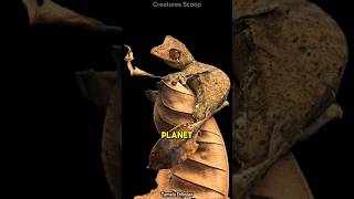 Meet the Satanic LeafTailed Gecko Natures ultimate master of disguise [upl. by Thurston178]