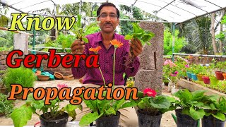 How to Propagate GERBERA Plants [upl. by Ive586]