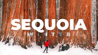 SEQUOIA National Park in Winter [upl. by Gerc]