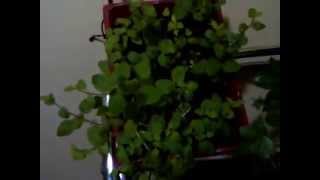 Growing Oregano Indoors [upl. by Mosenthal]