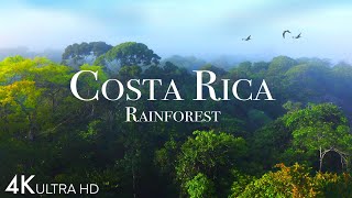 Costa Rica Rainforest 4k  Happiest Country On Earth With Exotic Wildlife  Scenic Relaxation Film [upl. by Yma]