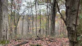 Checking the deers around the wood today wooddeercheckin westvirginia huntingtonthezamorafilms [upl. by Betteanne]