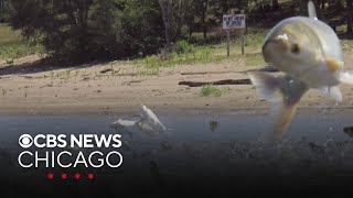 Chicagoarea water pollution may be stalling spread of Asian carp [upl. by Ressay]