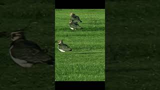 Lapwings and Swans Arrive Redcar [upl. by Marabelle777]