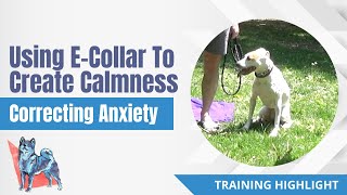 Dog Training Highlight  Correcting Anxiety To Create Calmness [upl. by Aztiley]