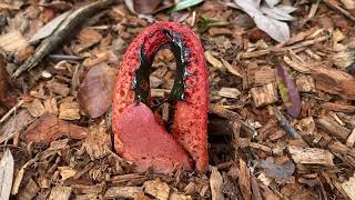 Stinkhorn Mushroom [upl. by Anilys311]