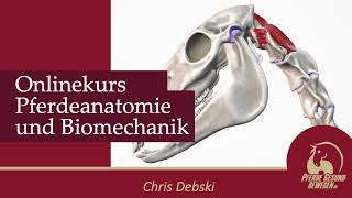 Onlinekurs PferdeAnatomie amp Biomechanik Trailer [upl. by Garrison]