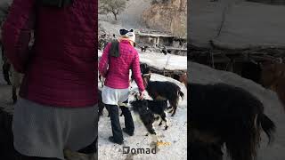 Nomadic village in the Zagros mountain iran nomad [upl. by Zaid770]