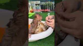 macaquinho ampcoelho  PODE PASSAR O VÍDEO📹 [upl. by Retsevlys]