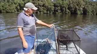 Bycatch reduction in the NSW eel trapping fishery [upl. by Anya]