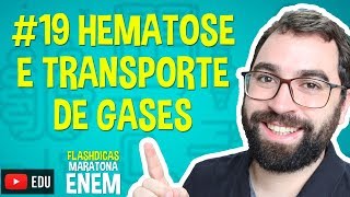 Hematose e Transporte de Gases  Flashdica 19  Maratona ENEM  Prof Gui [upl. by Schwartz248]