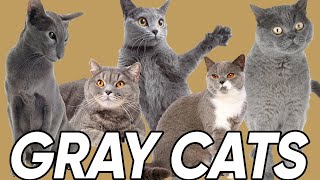 3 Great Facts About Gray Cats [upl. by Ahtinak617]